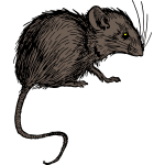 Mouse 1b